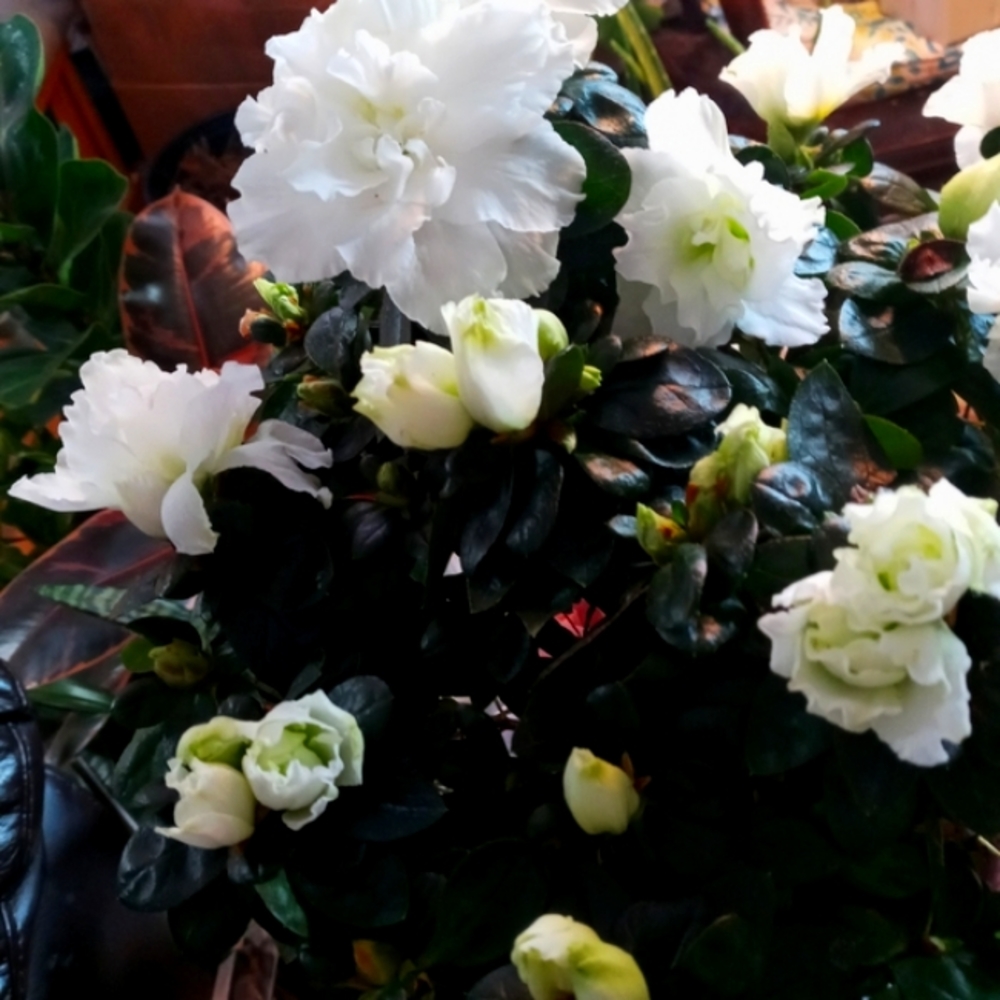Plant: Azalea - Picture 7 of 7